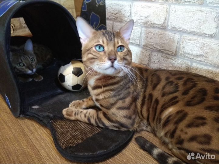 Вязка с котом бенгалом