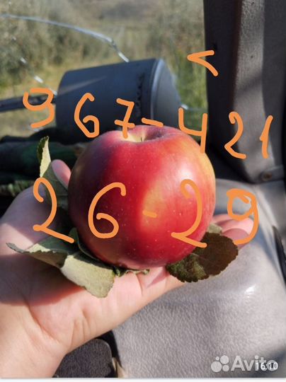 Яблоки Джонатан маленькие и большие около 160кор