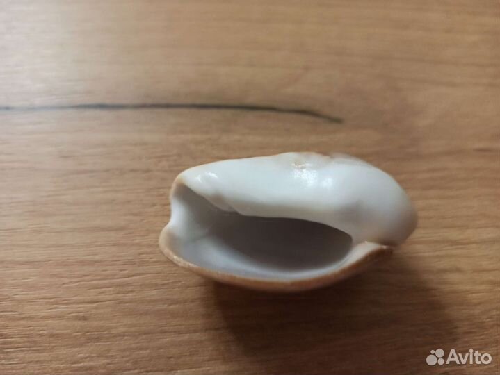 Морская раковина