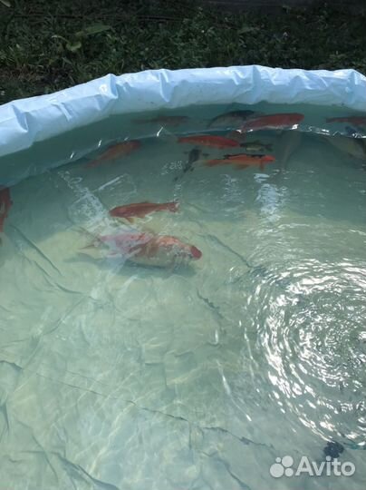 Рыба карп кои и комета