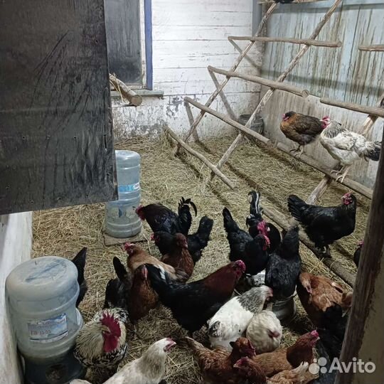 Домашние куриные яйца