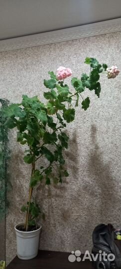 Герань пеларгония зональная