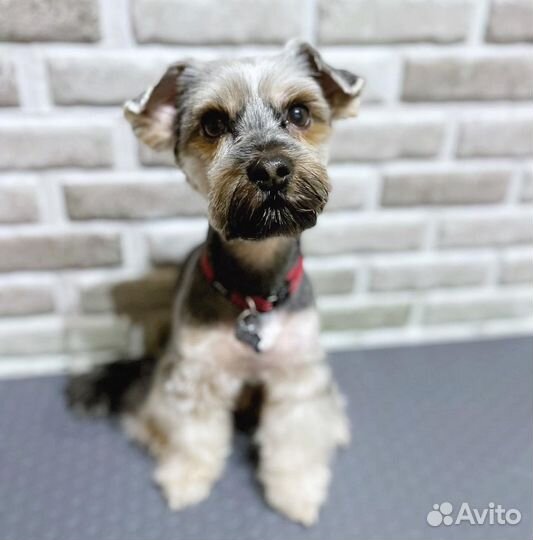 Стрижка собак