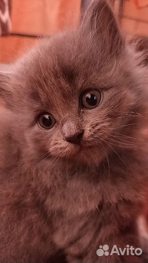 Девочка в добрые руки