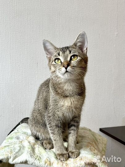 Котенок девочка ищет дом