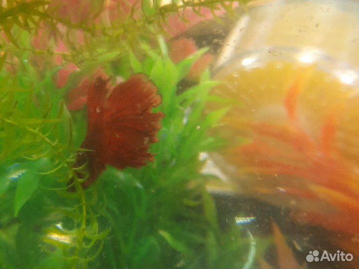 Рыбка петушок