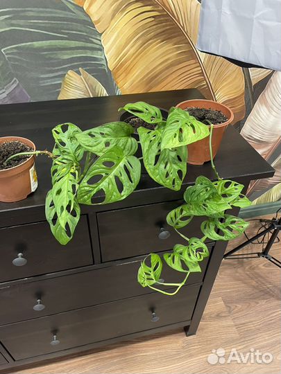 Монстера манки маск