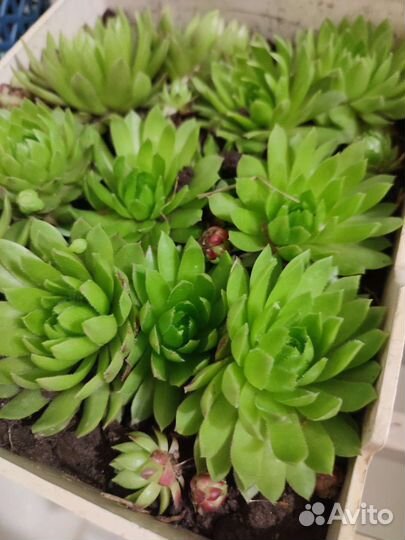 Молодило каменная роза