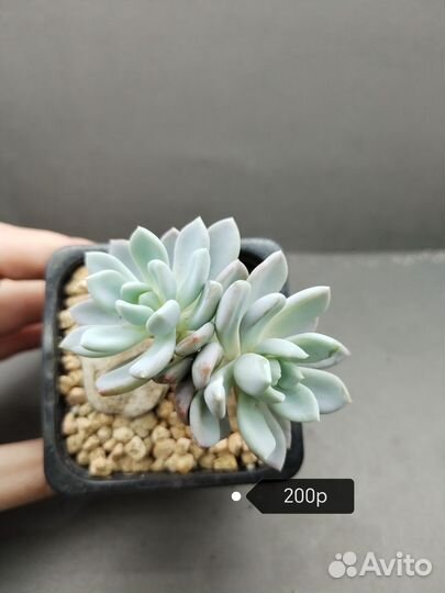 Суккуленты Пахиверия Шейдекери