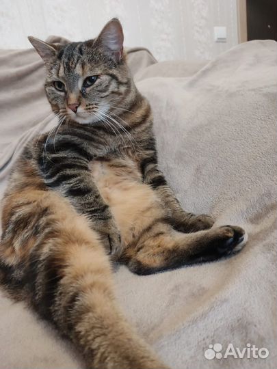 Кот и кошечка ищут дом
