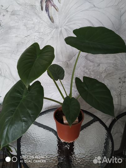 Алоказия Wentii