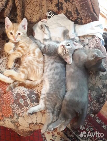 Отдам котят