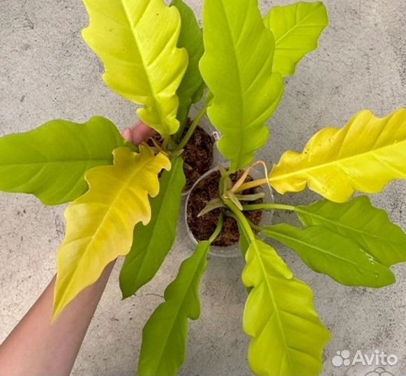 Филодендрон golden crocodile