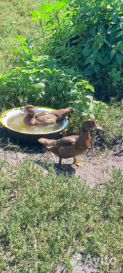 Шоколад индаутки