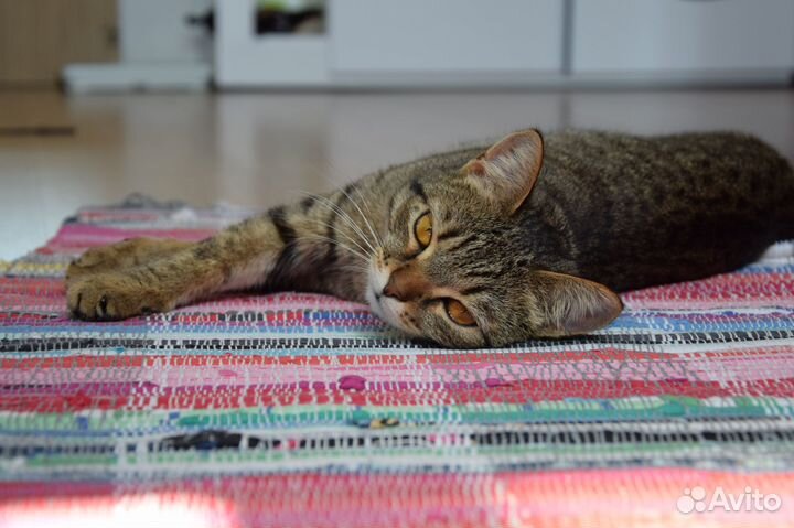 Котенок в добрые руки