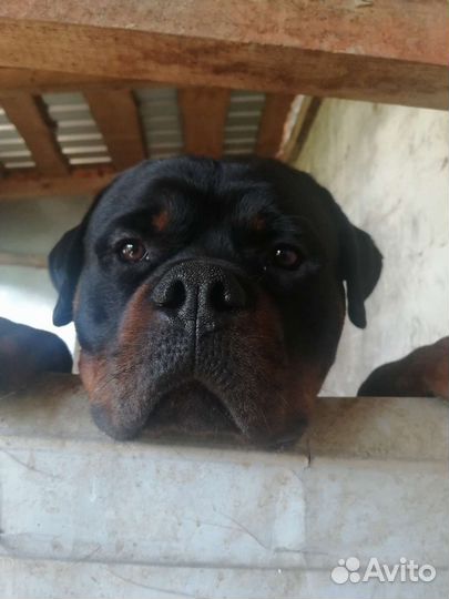 Щенки ротвейлера