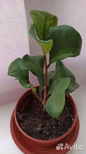 Фикусы сортовые укоренные черенки разные