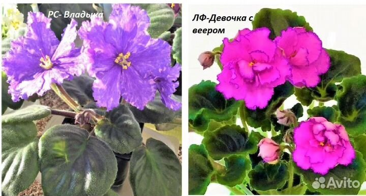 Набор деток сортовых фиалок