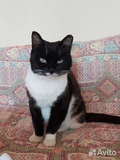 Спасённая с улицы ищет дом. Видео