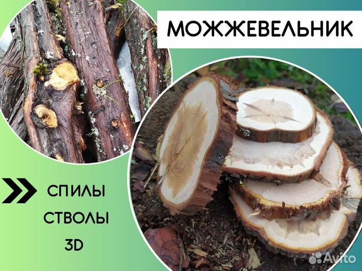 Спилы можжевельника
