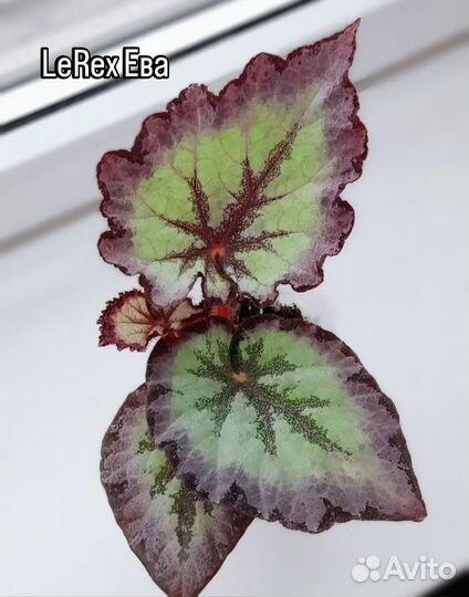 Бегонии сортовые