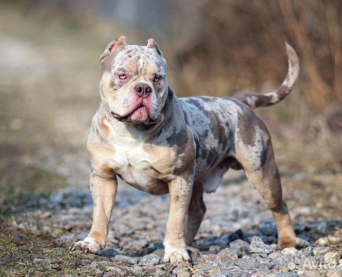 Американский булли