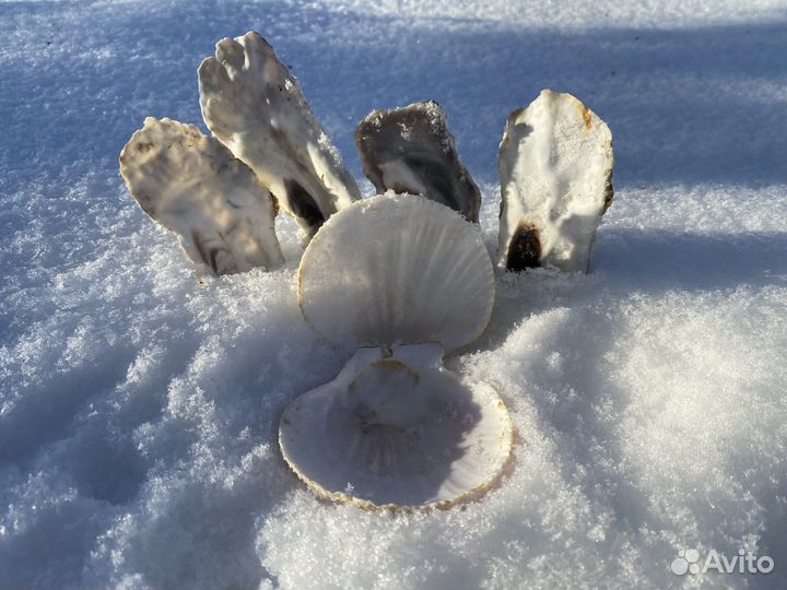 Морские ракушки раковины большие