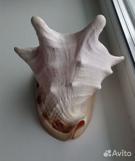 Ракушка большая морская