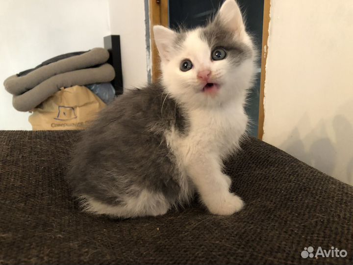 Котенок-девочка