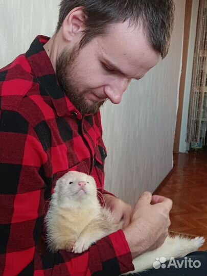 Хорёк на фотосессии, заказы, праздники