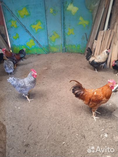 Молодые петухи