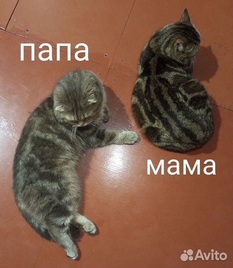 Шотландские котята
