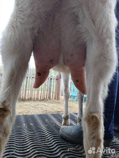 Коза дойная