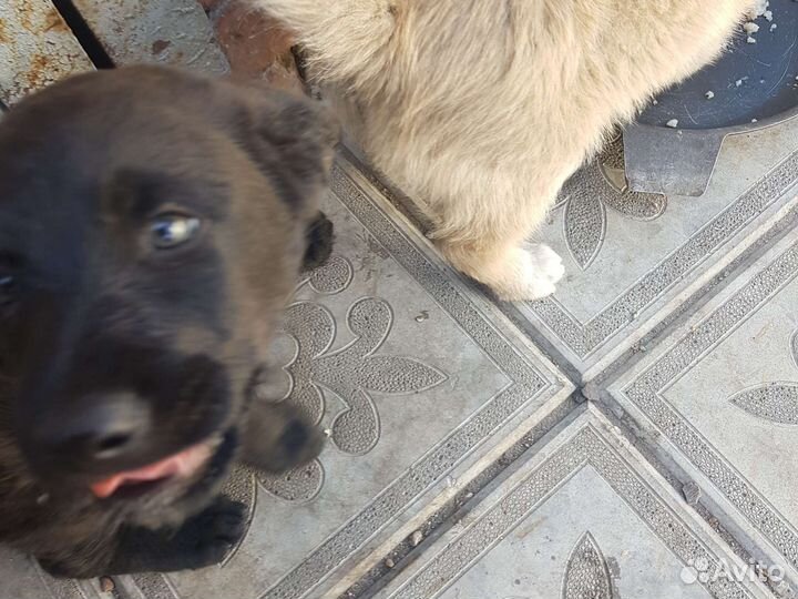 Маленькая собака