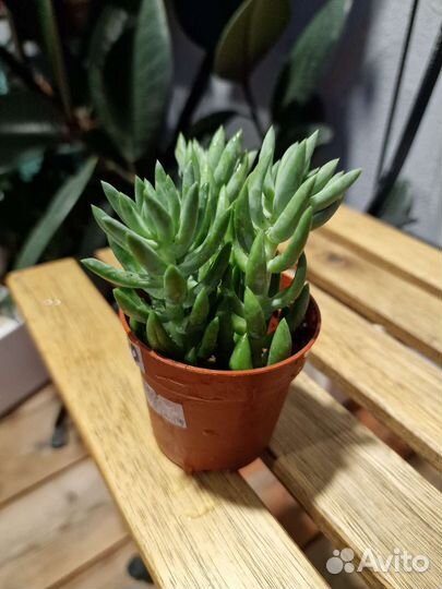 Молодило, суккуленты