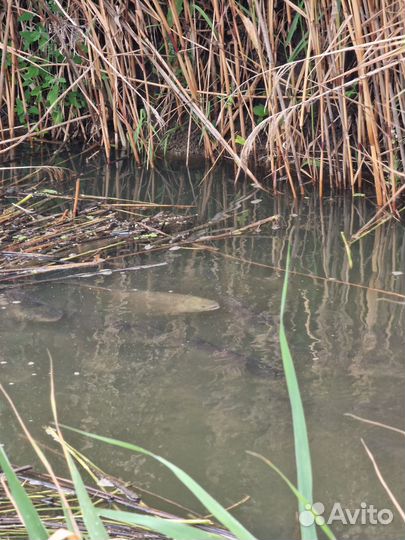 Платная рыбалка