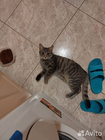 Отдам кошку в добрые руки)