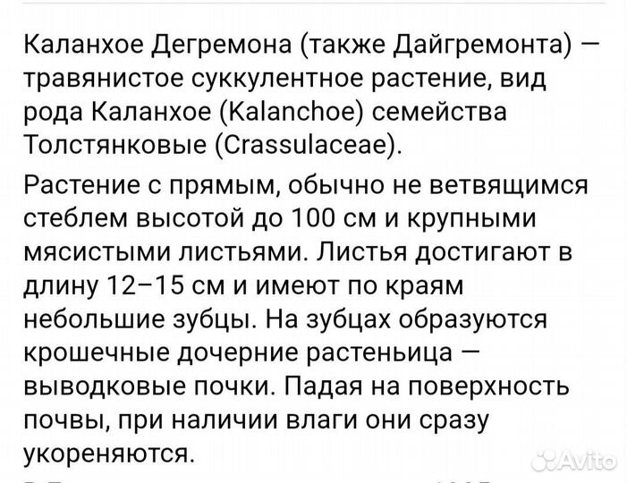 Каланхоэ дегремона
