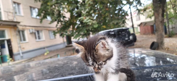 Котик бесплатно