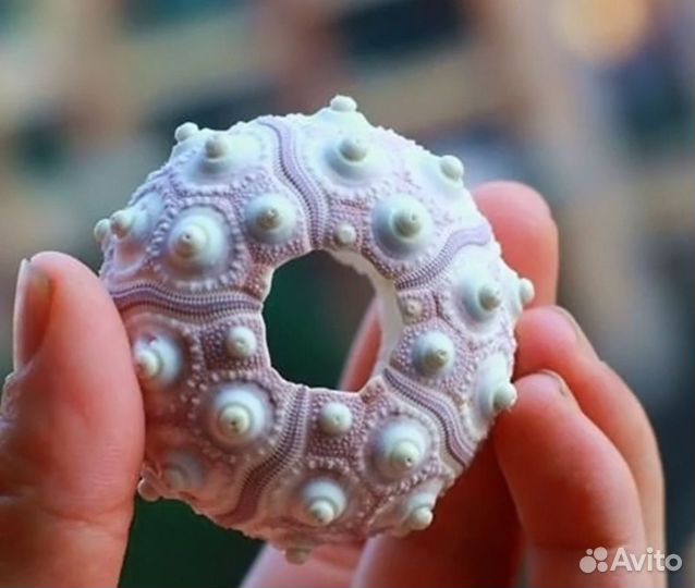 Панцирь морского ежа