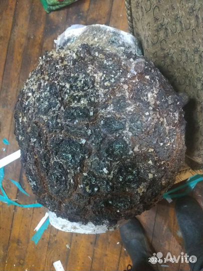 Кап-сувель березовый