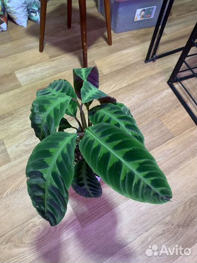 Калвтея Варшевича