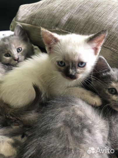 Котята девочки