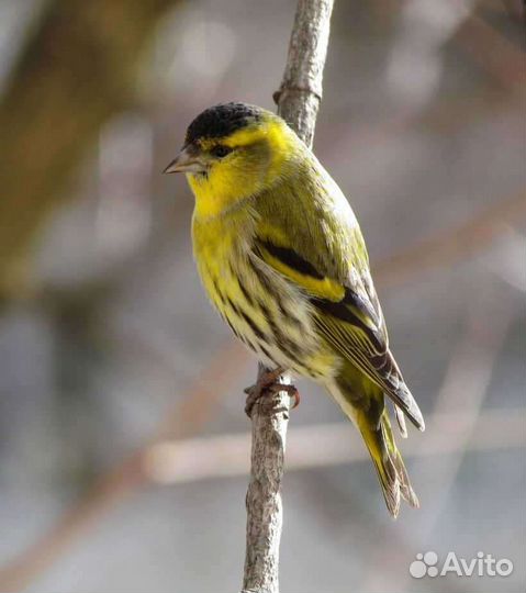 Певчие птицы репелов