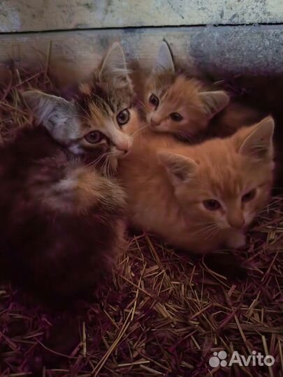 Котята в добрые руки