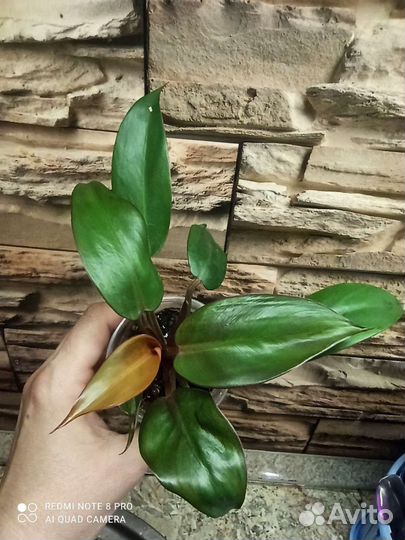 Филодендроны #2