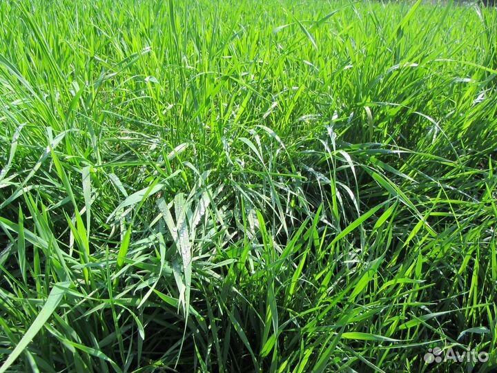 Семена Райграс