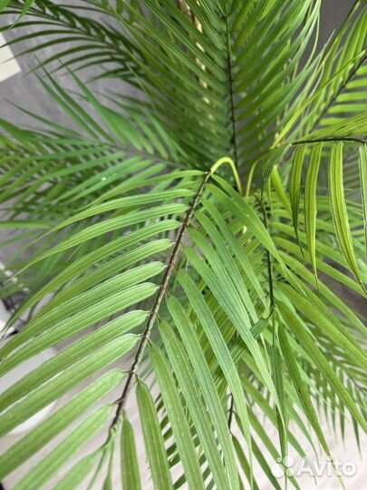 Искусственная декоратиная пальма реал тач