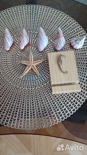 Морские ракушки
