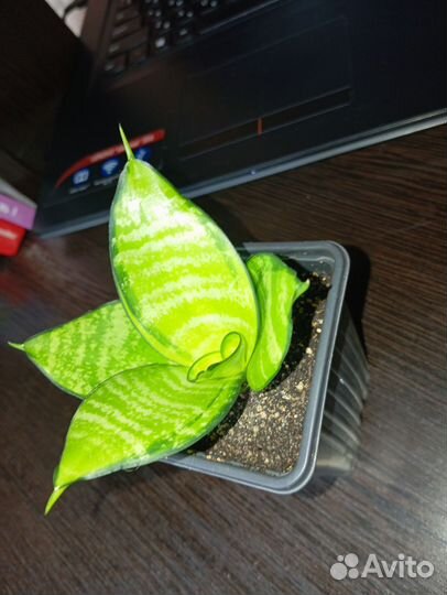 Сансевиерия голден баннер, Филиппин голд